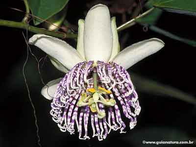 Flor-de-maracujá