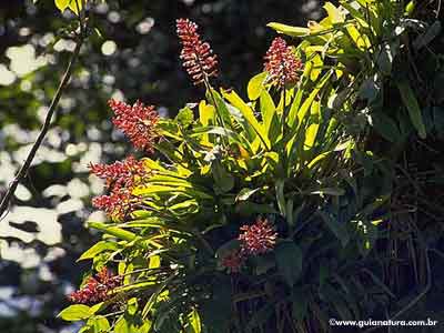 Bromélia - Vriesea sp.